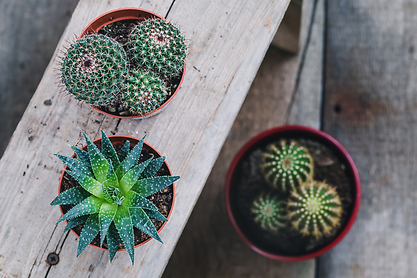 포토 JPG 해외이미지 나무 식물 꽃 백그라운드 자연 탁자 멕시코 선인장 주택 사람없음 목재 장식 초록색 파란색 빛 우주 정원 흙 사막 성장 신선 가시 냄비 척추 묘사 원예 질감 날카로움 뿌리 부추 내추럴 고립 심기 특별함 생존 현실 해외202004 해외포토 컬러 가구 컨셉 북아메리카 채소 재료 모션 뼈 취미 건물 솥 생태계 파일형식 이미지허브