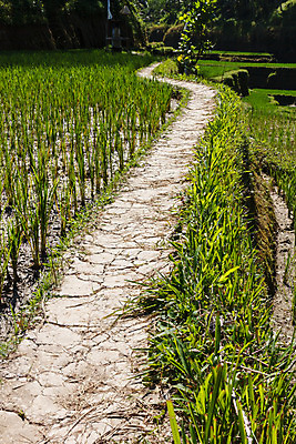 포토 JPG 해외이미지 아시아 전통문화 여행 밭 농업 곡선 자연 밥 추상 풍경 사람없음 초록색 물 계단 동남아시아 땅 언덕 조경 발리 인도네시아 단계 열대기후 세련 해외202004 해외포토 자연요소 전통 나라 산업 문화 선 음식 컬러 섬 무늬 생태계 파일형식 이미지허브