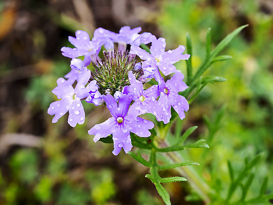 포토 JPG 해외이미지 식물 꽃잎 꽃 잎 꽃무늬 자연 사람없음 야외 초록색 봄 성장 벚꽃 물방울 신선 닫기 싱글 꽃가루 해외202004 해외포토 계절 컬러 무늬 모션 가루 생태계 파일형식 이미지허브