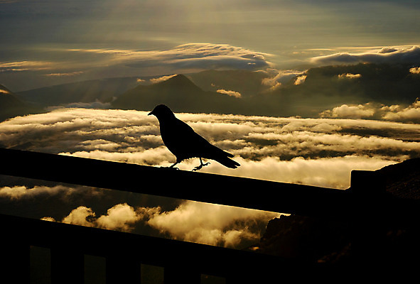 포토 JPG 해외이미지 나무 선 파도 오렌지 조류 따뜻함 사람없음 태양 검은색 자유 오픈 해충 목표 신비 깃털 매움 스카이라인 까마귀 나쁜 줄서기 몽환 수평선 해외202004 해외포토 자연요소 식물 동물 바다 컬러 컨셉 과일 모션 맛 벌레 파일형식 이미지허브
