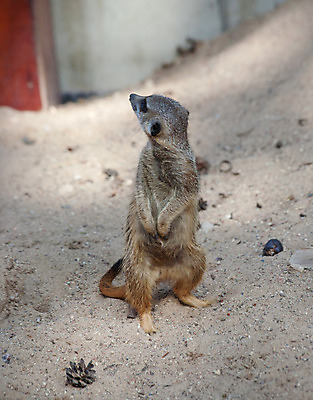 포토 JPG 해외이미지 동물 응시 야생동물 포유류 아프리카 동물원 서기 사람없음 반려동물 사막 코트 표현 관찰 설치류 보안 나미비아 사바나 평야 해외202004 해외포토 시선 나라 모션 자연 안전 외투 남아프리카 파일형식 이미지허브