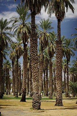 포토 JPG 해외이미지 나무 식물 줄기 여행 백그라운드 잎 자연 휴가 휴식 열대 손바닥 사람없음 야외 초록색 맑음 성장 나뭇가지 뜨거움 숲 그늘 내추럴 아열대 이국적 파라다이스 해외202004 해외포토 손 컬러 컨셉 날씨 생태계 파일형식 이미지허브