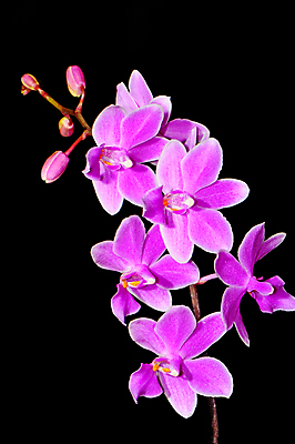 포토 JPG 해외이미지 식물 꽃 분홍색 꽃무늬 자연 사람없음 장식 환경 보라색 벚꽃 나뭇가지 신선 개화 난초 우아함 닫기 향기 호접란 내추럴 해외202004 해외포토 나무 컬러 컨셉 무늬 모션 생태계 냄새 파일형식 이미지허브