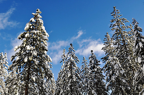 포토 JPG 해외이미지 나무 구름 계절 공원 겨울 자연 하늘 날씨 새로움 산 풍경 사람없음 야외 초록색 햇빛 얼음 침묵 추위 덮개 흰색 나뭇가지 소나무 정상 숲 큼 12월 순수 서리 장면 상록수 전나무 내추럴 눈내림 가문비나무 해외202004 해외포토 자연요소 식물 공공시설 컬러 컨셉 눈_날씨 태양 소리 뚜껑 날짜 크기 생태계 파일형식 이미지허브