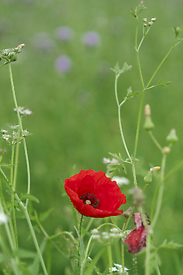 포토 JPG 해외이미지 식물 구름 1 꽃잎 꽃 백그라운드 꽃무늬 밭 자연 하늘 풍경 사람없음 야외 가로 빨간색 초록색 여름 햇빛 농장 우주 정원 침묵 봄 들꽃 벚꽃 개화 보케 양귀비 내추럴 해외202004 해외포토 자연요소 계절 컬러 무늬 농업 태양 소리 생태계 파일형식 이미지허브