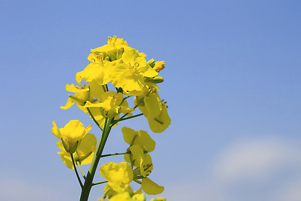 포토 JPG 해외이미지 구름 꽃 백그라운드 밭 농업 자연 하늘 씨앗 풍경 사람없음 초록색 파란색 농작물 농장 농경지 노란색 봄 성장 유채 밭일 카놀라 해외202004 해외포토 자연요소 식물 계절 산업 컬러 생태계 파일형식 이미지허브