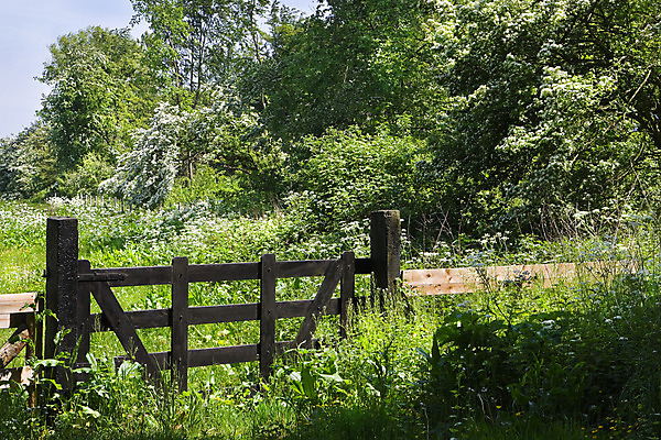 포토 JPG 해외이미지 나무 식물 계절 꽃잎 꽃 백그라운드 자연 파슬리 사람없음 초록색 빛 울타리 컬러풀 태양 정원 봄 벚꽃 흰색 나뭇가지 신선 개화 소 5월 묘사 만족 내추럴 월 해외202004 해외포토 자연요소 감정 컬러 채소 포유류 담장 날짜 생태계 파일형식 이미지허브