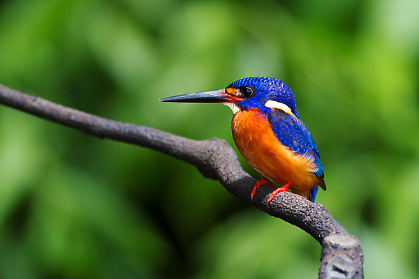 포토 JPG 해외이미지 동물 남자 아시아 야생동물 날개 태국 자연 조류 앉기 동양인 사람없음 파란색 컬러풀 나뭇가지 관찰 황무지 숲 열대우림 손목시계 깃털 동쪽 남쪽 내추럴 물총새 혼자 해외202004 해외포토 나무 나라 시계 컬러 장신구 모션 사람 인종 방향 생태계 파일형식 이미지허브