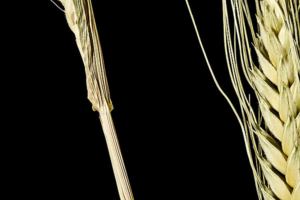 포토 JPG 해외이미지 모양 식물 계절 산업 음식 농업 자연 검은배경 휴식 건조 사람없음 초록색 물 여름 노란색 평화 힘 봄 활발 에너지 수확 성장 시리얼 밀 순수 순환 귀 밀가루 성분 자원 고립 숙성 영양분 작살 탄수화물 완전 해외202004 해외포토 자연요소 컬러 백그라운드 컨셉 모션 곡류 신체부위 검은색 가루 생태계 파일형식 이미지허브