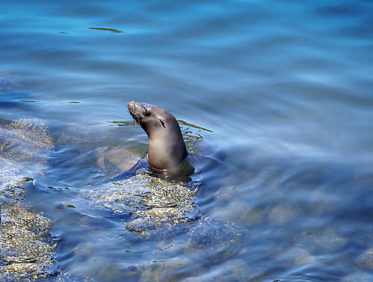 포토 JPG 해외이미지 동물 야생동물 바다 섬 포유류 자연 휴식 생물 사람없음 물 여름 파란색 항구 회색 물개 태평양 암초 해외202004 해외포토 자연요소 계절 컬러 컨셉 교통시설 바다동물 생태계 파일형식 이미지허브