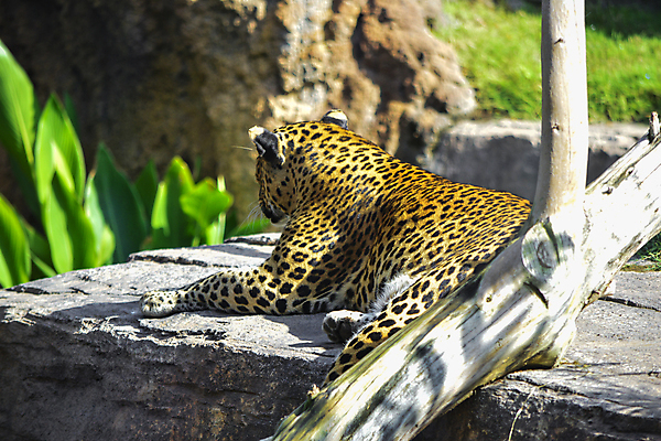 포토 JPG 해외이미지 동물 공원 얼굴 야생동물 패턴 포유류 아프리카 자연 열대 동물원 사람없음 환경 고양이 행성 황무지 위험 인도인 사파리 육식동물 표범 내추럴 힘찬 해외202004 해외포토 외국인 공공시설 나라 컨셉 무늬 동양인 신체부위 반려동물 우주 생태계 파일형식 이미지허브