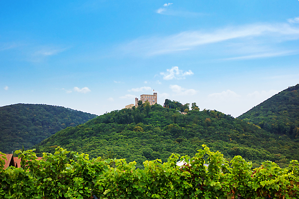 포토 JPG 해외이미지 식물 열매 잎 농업 과일 포도 독일 풍경 사람없음 야외 건물 초록색 여름 빛 농작물 햇빛 태양 농장 계곡 맑음 수확 성장 가을 시골 언덕 포도밭 포도나무 숙성 양조장 옛날 줄서기 파멸 해외202004 해외포토 자연요소 건축물 계절 유럽 산업 컬러 컨셉 밭 모션 날씨 과일나무 파일형식 소멸 이미지허브