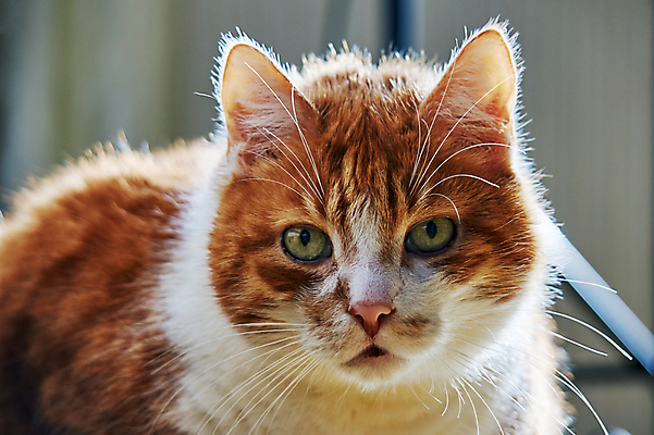 포토 JPG 해외이미지 동물 남자 유럽 사람없음 고양이 흰색 콧수염 귀 폴란드 해외202004 해외포토 나라 컬러 포유류 수염 사람 신체부위 반려동물 파일형식 이미지허브