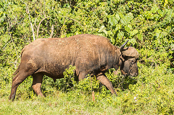 포토 JPG 해외이미지 동물 공원 남자 야생동물 포유류 아프리카 자연 초식동물 뿔 사람없음 야외 검은색 위험 큼 방목 망토 사파리 황소 5 케냐 남쪽 내추럴 보츠와나 전국 해외202004 해외포토 공공시설 나라 컬러 컨셉 사람 숫자 소 축산업 크기 방향 생태계 파일형식 이미지허브