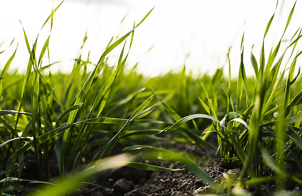 포토 JPG 해외이미지 식물 계절 음식 백그라운드 잎 밭 농업 자연 하늘 새로움 건강 씨앗 풍경 사람없음 초록색 여름 농작물 햇빛 농장 농경지 새싹 환경 흙 봄 성장 시골 신선 낟알 땅 시리얼 밀 유기농 보리 먼지 내추럴 모종 밭일 줄서기 호밀 세련 귀리 해외202004 해외포토 웰빙 산업 컬러 컨셉 모션 곡류 태양 생태계 파일형식 이미지허브