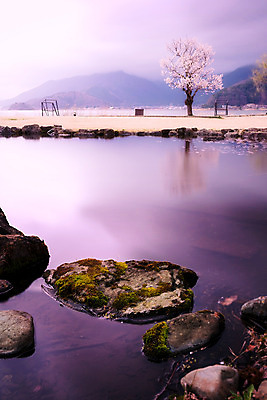 포토 JPG 해외이미지 아시아 사람없음 물 관광지 빛 일본 고요 벚꽃 연못 해외202004 해외포토 자연요소 꽃 나라 여행 파일형식 이미지허브