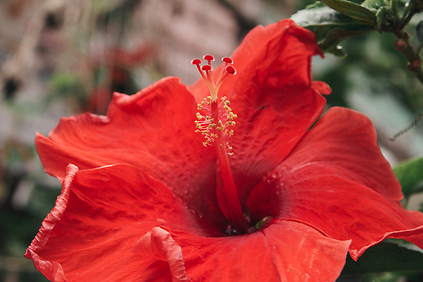포토 JPG 해외이미지 자연 사람없음 야외 빨간색 히비스커스 해외202004 해외포토 꽃 컬러 생태계 파일형식 이미지허브