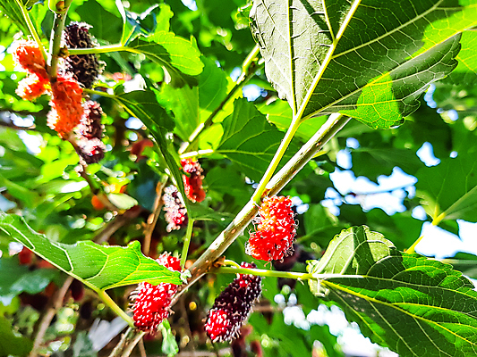 포토 JPG 해외이미지 나무 식물 열매 음식 백그라운드 잎 과일 자연 디저트 건강 사람없음 야외 빨간색 초록색 정원 보라색 검은색 나뭇가지 신선 달콤 맛 유기농 블랙베리 건강식 내추럴 숙성 채식주의자 해외202004 해외포토 웰빙 컬러 컨셉 생태계 채식 파일형식 이미지허브