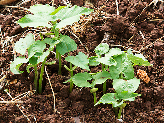 포토 JPG 해외이미지 식물 계절 음식 줄기 컨셉 잎 농업 자연 새로움 콩 씨앗 사람없음 야외 초록색 농작물 새싹 환경 정원 흙 봄 성장 신선 작음 발사 시작 유기농 원예 먼지 기르기 모종 밭일 해외202004 해외포토 웰빙 산업 컬러 곡류 취미 크기 생태계 돌봄 파일형식 이미지허브
