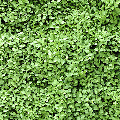 포토 JPG 해외이미지 나무 식물 디자인 계절 공원 꽃 벽 백그라운드 잎 꽃무늬 패턴 자연 벽지 추상 새로움 풍경 사람없음 야외 초록색 여름 울타리 환경 정원 봄 카펫 덮개 흰색 나뭇가지 신선 닫기 숲 두루마리 타일 묘사 원예 질감 내추럴 해외202004 해외포토 공공시설 컬러 컨셉 무늬 모션 취미 담장 뚜껑 생태계 파일형식 이미지허브