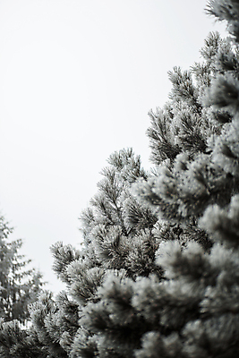 포토 JPG 해외이미지 나무 식물 디자인 잎 크리스마스 겨울 자연 휴가 새로움 매달리기 씨앗 사람없음 야외 장식 가로 초록색 평화 냉동 침묵 추위 흰색 나뭇가지 축하 소나무 신용카드 숲 12월 크리스탈 묘사 즐거움 질감 서리 솔방울 상록수 침엽수 전나무 엘리먼트 웅장함 가문비나무 해외202004 해외포토 계절 기념일 감정 컬러 컨셉 모션 금융 소리 날짜 광석 생태계 파일형식 이미지허브