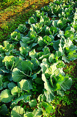 포토 JPG 해외이미지 식물 백그라운드 농업 채소 태국 자연 건강 사람없음 야외 초록색 빛 농장 성장 신선 만족 유기농 날것 성분 밀짚 내추럴 땅바닥 밭일 해외202004 해외포토 웰빙 감정 산업 아시아 컬러 바닥 짚 생태계 파일형식 이미지허브