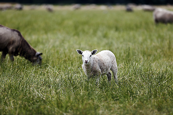 포토 JPG 해외이미지 동물 얼굴 음식 밭 농업 포유류 자연 새로움 털 서기 풍경 사람없음 초록색 농장 가축 봄 목장 아기 신생아 양 소 방목 땅 양고기 내추럴 양모 천진난만 해외202004 해외포토 계절 산업 컬러 컨셉 모션 육류 사람 신체부위 직물 축산업 생태계 파일형식 이미지허브