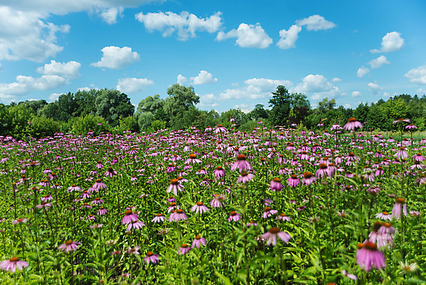 포토 JPG 해외이미지 식물 꽃잎 꽃 분홍색 자연 하늘 건강 사람없음 야외 가로 빨간색 초록색 약 농장 머리 정원 맑음 보라색 활발 벚꽃 약초 허브 화단 꽃가루 커뮤니티 원뿔 내추럴 면역력 해외202004 해외포토 도형 컬러 컨셉 농업 의학 날씨 신체부위 풀_식물 가루 생태계 파일형식 이미지허브