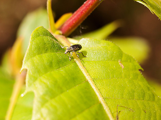 포토 JPG 해외이미지 식물 동물 1 아시아 야생동물 여행 곤충 백그라운드 잎 날개 가족 자연 앉기 사람없음 야외 옆모습 초록색 여름 컬러풀 정원 봄 성장 신선 점 벌레 위험 작음 피부 묘사 질감 생물학 방패 내추럴 해외202004 해외포토 계절 교육 나라 뷰포인트 컬러 컨셉 관계 모션 신체부위 크기 생태계 파일형식 이미지허브