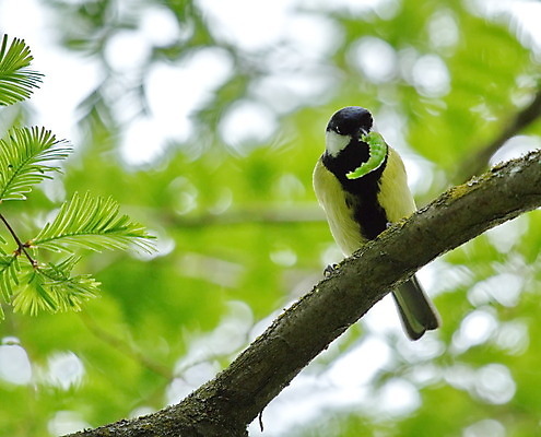 포토 JPG 해외이미지 나무 동물 1 야생동물 잎 날개 자연 조류 사람없음 초록색 파란색 컬러풀 노란색 검은색 회색 흰색 작음 깃털 부리 내추럴 땅바닥 석탄 해외202004 해외포토 식물 컬러 바닥 크기 생태계 파일형식 이미지허브