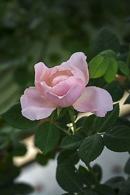 포토 JPG 해외이미지 식물 계절 꽃잎 꽃 분홍색 잎 꽃무늬 자연 사람없음 야외 초록색 컬러풀 장미 환경 정원 봄 성장 벚꽃 신선 개화 닫기 묘사 원예 향기 내추럴 더블 해외202004 해외포토 컬러 무늬 모션 취미 생태계 냄새 파일형식 이미지허브