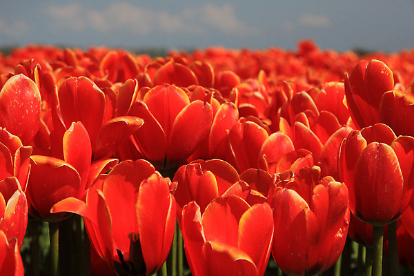 포토 JPG 해외이미지 식물 계절 꽃 꽃다발 컨셉 꽃무늬 밭 전구 자연 하늘 사람없음 빨간색 초록색 파란색 컬러풀 햇빛 봄 튤립 성장 신선 네덜란드 내추럴 해외202004 해외포토 유럽 컬러 무늬 농업 태양 생태계 파일형식 이미지허브