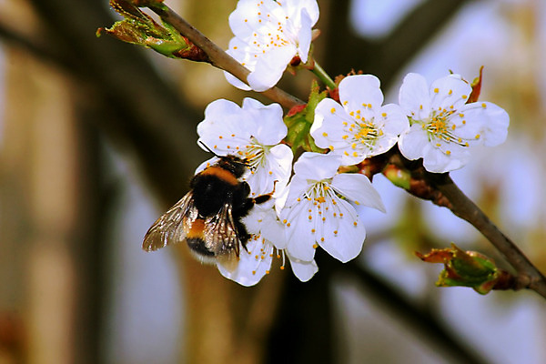 포토 JPG 해외이미지 식물 꽃잎 꽃 야생동물 곤충 백그라운드 잎 오렌지 자연 털 사람없음 야외 여름 노란색 검은색 침묵 봄 줄무늬 들꽃 벚꽃 흰색 벌레 말벌 작음 수분 벌 수집 묘사 싱글 바쁨 꽃가루 꿀 솜털 해외202004 해외포토 동물 계절 컬러 무늬 과일 소리 벌_곤충 크기 가루 생태계 파일형식 이미지허브