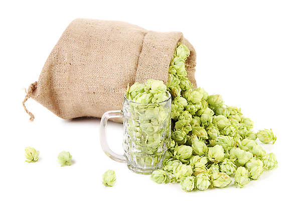 포토 JPG 해외이미지 실내 사람없음 쌓기 가득함 흰배경 담기 맥주잔 쏟아짐 포대자루 해외202004 홉 해외포토 식물 백그라운드 술잔 모션 내부 흰색 자루 파일형식 이미지허브