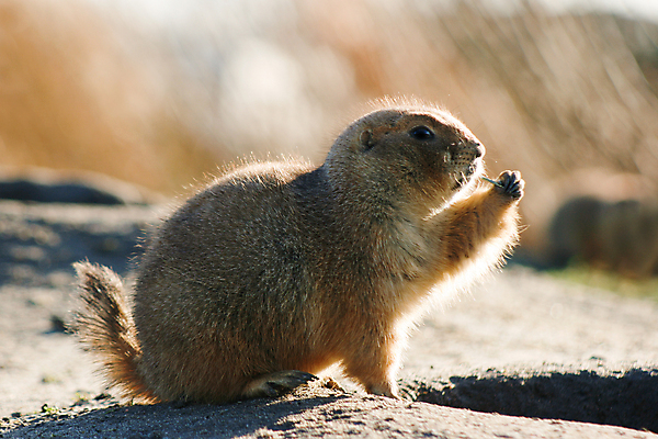 포토 JPG 해외이미지 한마리 야생동물 포유류 들기 사람없음 먹기 프레리도그 해외202004 해외포토 동물 1 모션 파일형식 이미지허브