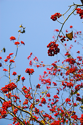 포토 JPG 해외이미지 나무 계절 단풍 잎 오렌지 자연 하늘 휴식 따뜻함 사람없음 빨간색 파란색 빛 노란색 평화 정원 가을 시원함 해외202004 해외포토 식물 컬러 컨셉 과일 생태계 파일형식 이미지허브