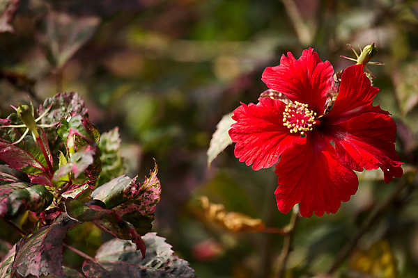 포토 JPG 해외이미지 식물 꽃 백그라운드 잎 꽃무늬 자연 사람없음 빨간색 초록색 정원 벚꽃 닫기 이국적 히비스커스 해외202004 해외포토 컬러 무늬 모션 생태계 파일형식 이미지허브