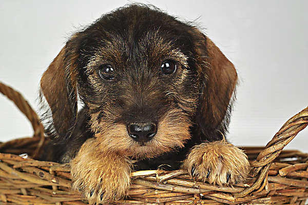 포토 JPG 해외이미지 얼굴 사람없음 머리 개 강아지 작음 닥스훈트 해외202004 해외포토 포유류 신체부위 반려동물 크기 파일형식 이미지허브