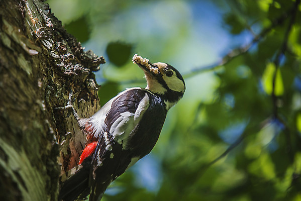포토 JPG 해외이미지 나무 동물 야생동물 음식 날개 가족 자연 조류 엄마 휴식 주택 노르웨이 성인 사람없음 야외 빨간색 치킨 외침 나뭇가지 입 구멍 가르침 둥지 깃털 부리 수유 해외202004 해외포토 식물 교육 유럽 컬러 컨셉 관계 사람 건물 신체부위 소리 생태계 닭고기요리 파일형식 이미지허브