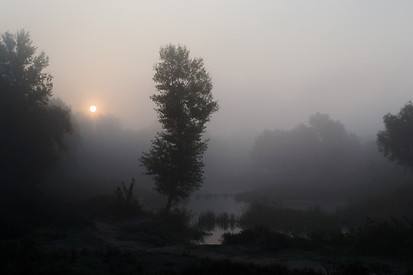 포토 JPG 해외이미지 나무 실루엣 호수 자연 아침 날씨 풍경 사람없음 야외 물 강 태양 일출 침묵 새벽 추위 안개 숲 신비 지역 해외202004 해외포토 주간 자연요소 식물 컨셉 촬영기법 노을 소리 생태계 파일형식 이미지허브