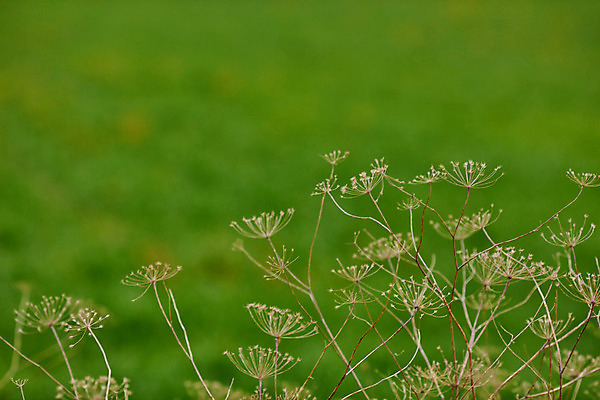 포토 JPG 해외이미지 식물 계절 꽃 백그라운드 꽃무늬 패턴 채소 자연 추상 건조 사람없음 야외 장식 초록색 여름 빛 약 갈색 환경 정원 벚꽃 흰색 신선 개화 약초 큼 허브 묘사 질감 보케 내추럴 식용 추가 해외202004 해외포토 컬러 무늬 의학 풀_식물 크기 생태계 파일형식 이미지허브