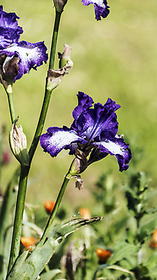 포토 JPG 해외이미지 식물 계절 꽃 꽃다발 잎 자연 날씨 휴식 사람없음 초록색 정원 보라색 화목 힘 봄 에너지 성장 시골 제비꽃 원예 정맥 해외202004 해외포토 컬러 컨셉 취미 생태계 혈관 파일형식 이미지허브