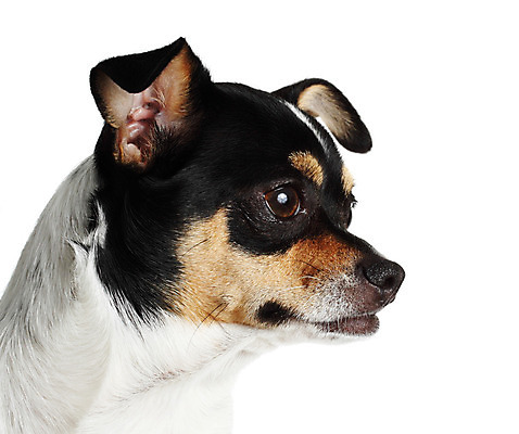 포토 JPG 해외이미지 동물 포유류 사람없음 반려동물 검은색 아기 개 작음 자르기 치와와 송곳니 고립 해외202004 해외포토 컬러 모션 사람 치아 크기 파일형식 이미지허브