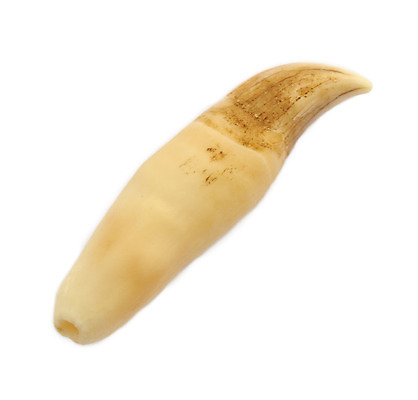 포토 JPG 해외이미지 동물 바다 백그라운드 포유류 건강 치과 사람없음 흰색 입 닫기 치아 파일럿 고래 오브젝트 뿌리 고립 따기 명패 해외202004 해외포토 직업 컬러 모션 병원 신체부위 수중동물 소화기관 파일형식 이미지허브