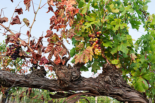포토 JPG 해외이미지 식물 잎 밭 농업 과일 자연 풍경 사람없음 야외 가로 빨간색 초록색 파란색 태양 농장 와인 맑음 성장 시골 포도밭 양조장 해외202004 해외포토 자연요소 산업 컬러 날씨 주류 생태계 파일형식 이미지허브