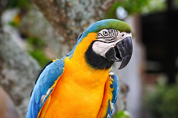 포토 JPG 해외이미지 동물 캐릭터 날개 자연 조류 종류 말하기 사람없음 빨간색 컬러풀 광대 깃털 묘사 부리 앵무새 진홍색 내추럴 아열대 플로리다 해외202004 해외포토 컬러 모션 미국 생태계 파일형식 이미지허브