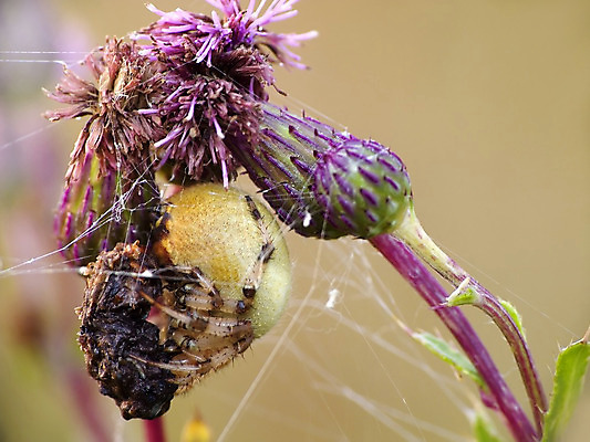 포토 JPG 해외이미지 곤충 자연 사람없음 초록색 거미줄 거미 사냥꾼 해외202004 해외포토 동물 직업 컬러 생태계 파일형식 이미지허브