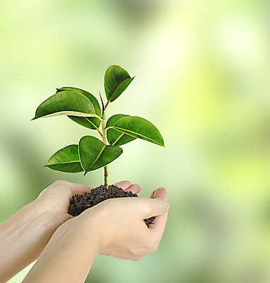 포토 JPG 해외이미지 나무 식물 손 여자 지구 컨셉 잎 자연 선물 사람 사람없음 초록색 새싹 환경 흙 성장 보호 생물학 개발 모종 생태학 심기 해외202004 해외포토 교육 컬러 모션 신체부위 생태계 파일형식 이미지허브