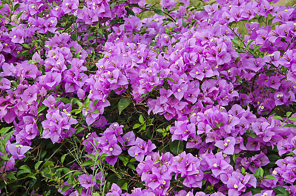 포토 JPG 해외이미지 식물 공원 꽃잎 꽃 아시아 백그라운드 자연 사람없음 초록색 컬러풀 정원 보라색 신선 꽃집 자연백그라운드 내추럴 해외202004 해외포토 공공시설 나라 컬러 상점 생태계 파일형식 이미지허브