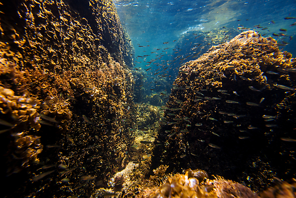 포토 JPG 해외이미지 동물 야생동물 바다 자연 바닥 종류 어류 풍경 사람없음 물 파란색 환경 바닷속 수중 해조류 입자 아래 다이빙 지느러미 수족관 서식지 내추럴 깊이 혼자 많음 해외202004 해외포토 자연요소 컬러 컨셉 수영 수중동물 해양식물 방향 생태계 위치 수중스포츠 파일형식 이미지허브